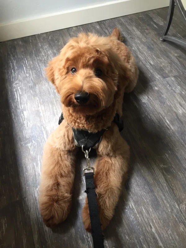 Grooming Arts Northwest